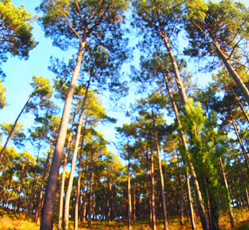 le hameau des ecureuils village vacance dans les landes